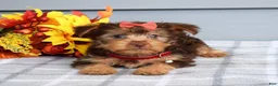 Yorkshire Terrier dogs for sale: Cassidy - Ad 5