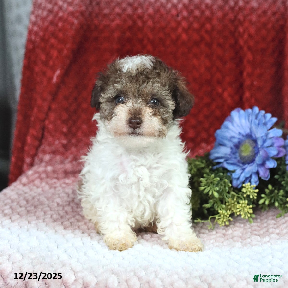 Miniature Poodle dogs Megan - Ad 22