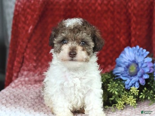 Miniature Poodle dogs Megan - Ad 22