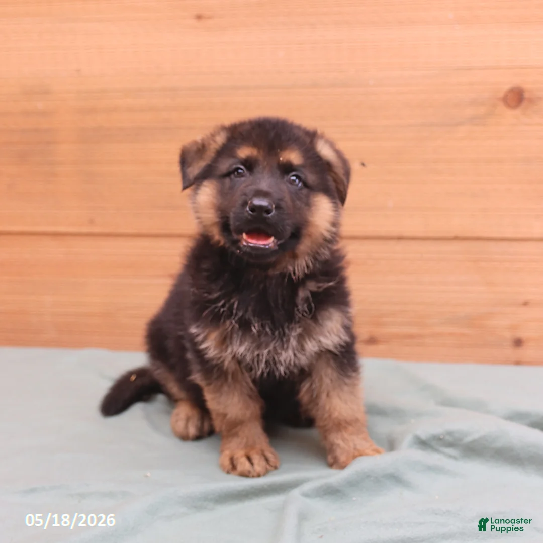 German Shepherd dogs for sale: Gage - Ad 1