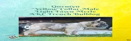 French Bulldog dogs for sale: Quentyn “Yellow” Collar, Male - Ad 5