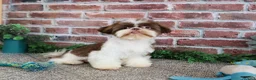 Shih Tzu dogs for sale: Andre - Ad 3
