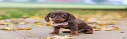 Miniature Dachshund dogs for sale: Lilly - Ad 7