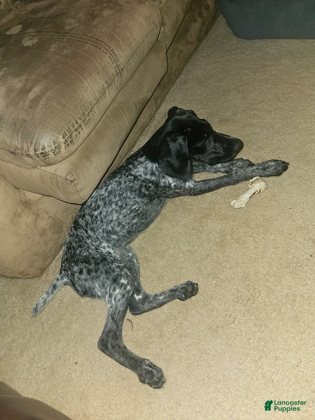 German Shorthaired Pointer dogs for sale: German Shorthaired Pointer Puppy 1 - Ad 5