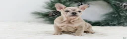 French Bulldog dogs for sale: Major - Ad 5