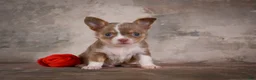 Chihuahua dogs for sale: Eli - Ad 2