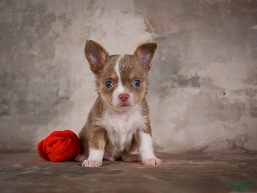 Chihuahua dogs for sale: Eli - Ad 2