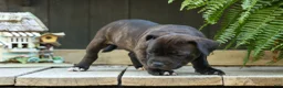 Staffordshire Bull Terrier dogs for sale: Moxie 💖 - Ad 6