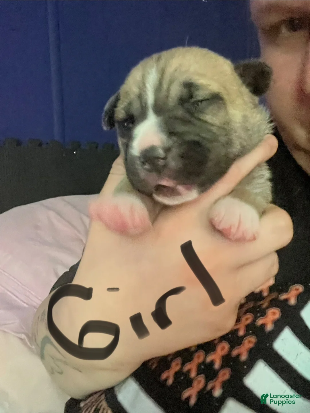 Mixed Breed dogs for sale: Mixed Breed 3 - Ad 1