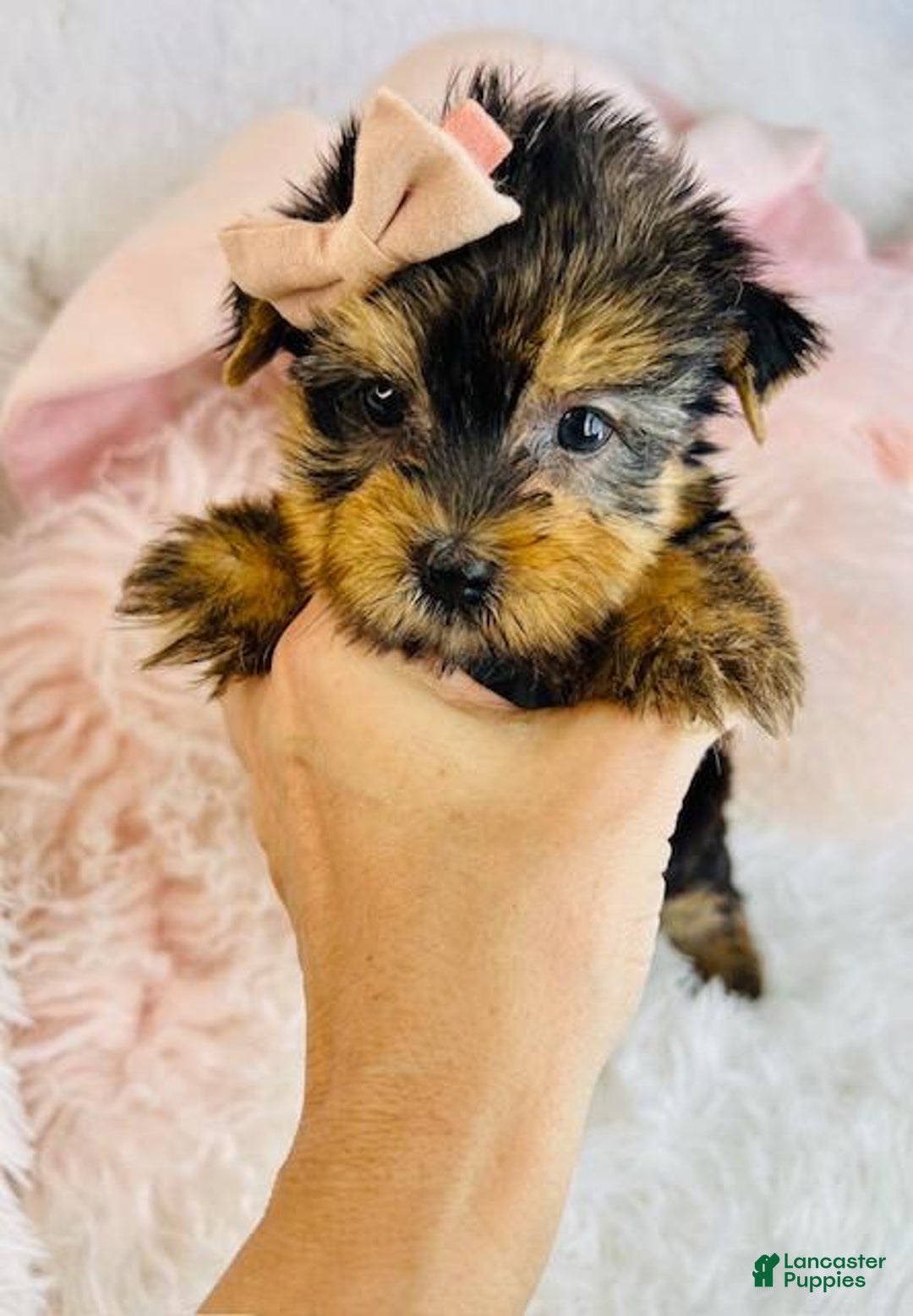 Yorkshire Terrier dogs for sale: Yorkshire Terrier Puppy 1 - Ad 2