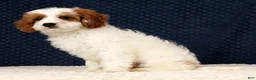Cavapoo dogs for sale: Easton - Ad 4