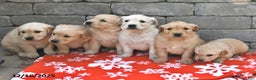 Golden Retriever dogs for sale: Dallas - Ad 3