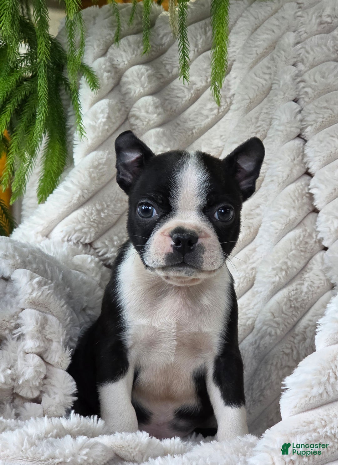 Boston Terrier dogs for sale: Kameron - Ad 2