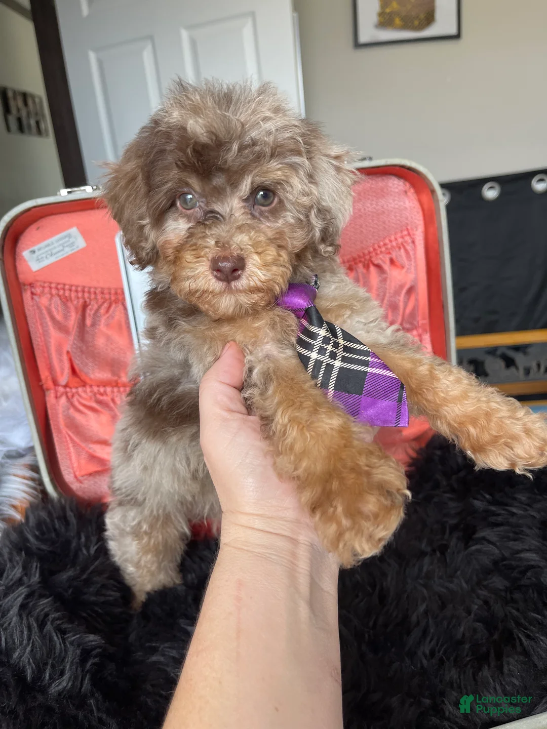 Miniature Poodle dogs for sale: Akc Clear Chocolate Merle Phantom Boy  - Ad 2