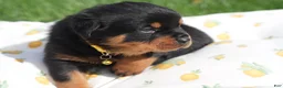 Rottweiler dogs for sale: Destiny  - Ad 3