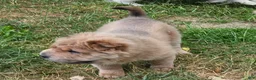 Shar Pei dogs for sale: Roman - Ad 6