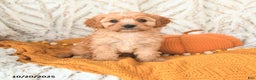 Cavapoo dogs for sale: Dickie - Ad 7