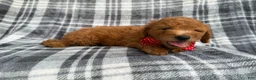 Mini Goldendoodle dogs for sale: Logan - Ad 6