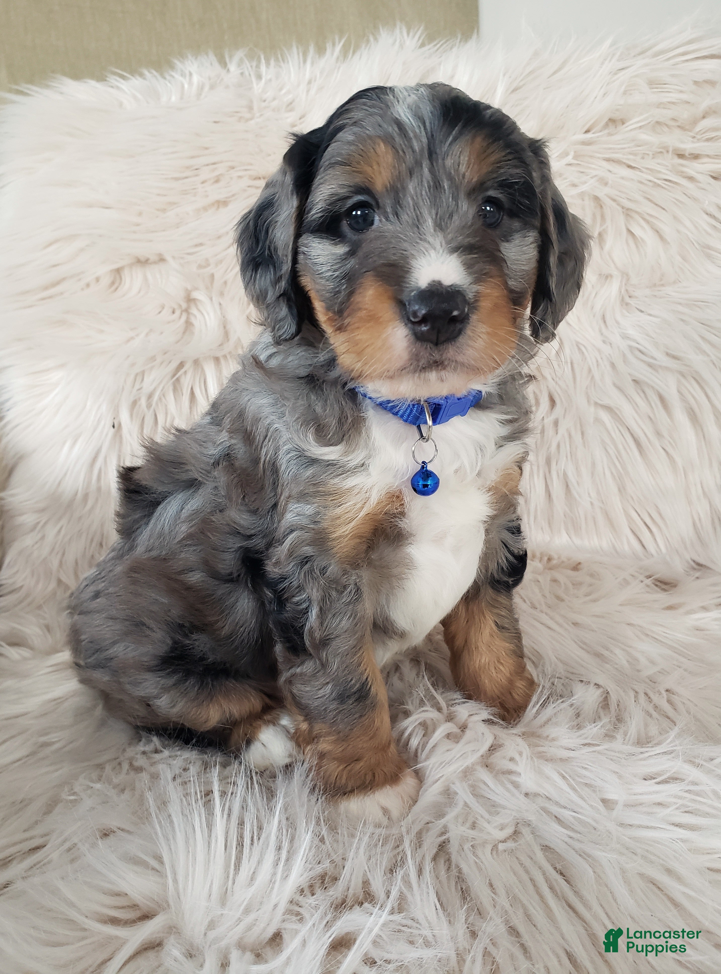 Mini Bernedoodle dogs Riley - Ad 41