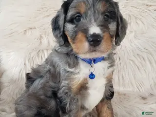 Mini Bernedoodle dogs Riley - Ad 8