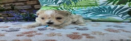 Maltipoo dogs for sale: Rocky - Ad 6