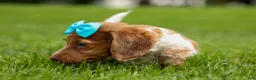 Miniature Dachshund dogs for sale: OLIVER - Ad 11