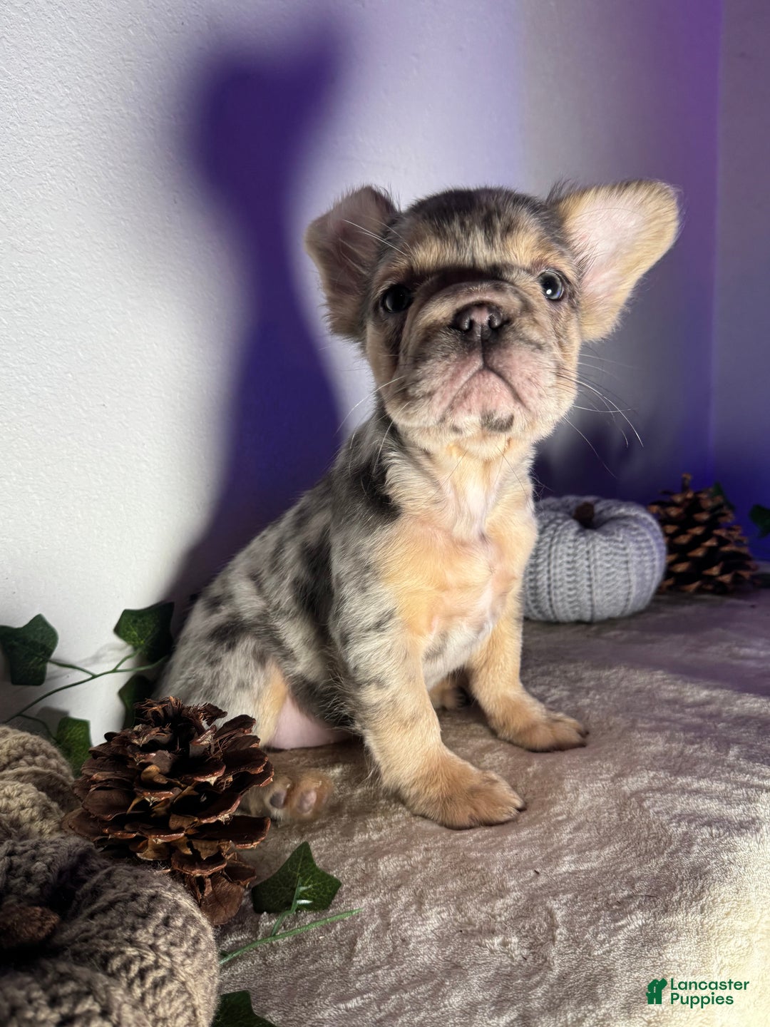 French Bulldog dogs for sale: Blue tan Merle Big Rope Fluffy Female - Ad 2