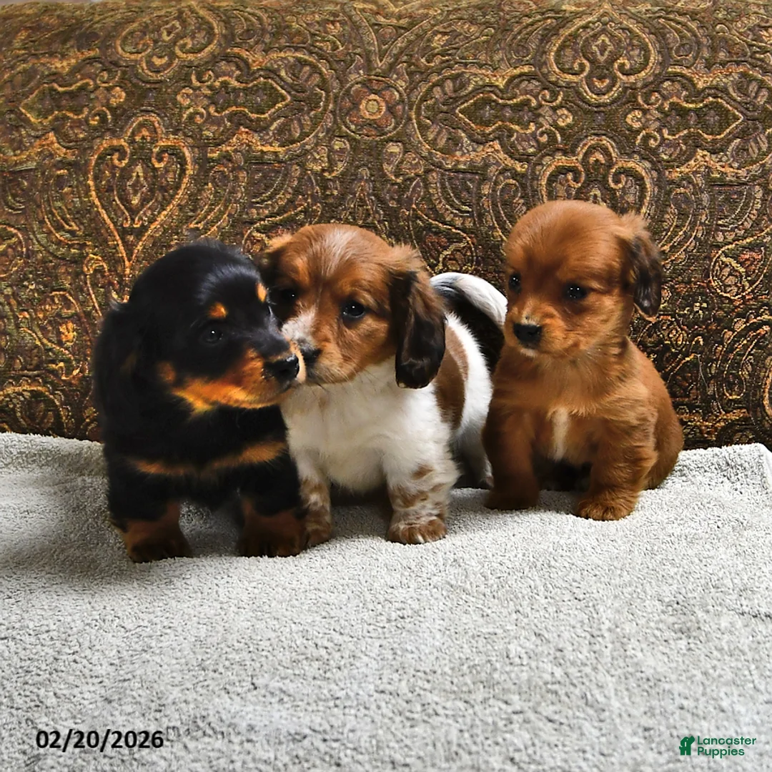 Miniature Dachshund dogs for sale: Clover - Ad 5