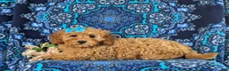 Cockapoo dogs for sale: Nyla Hypoallergenic - Ad 4