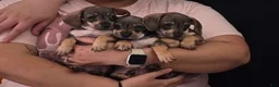 Chiweenie dogs for sale: Chiweenie Puppy 1 - Ad 10