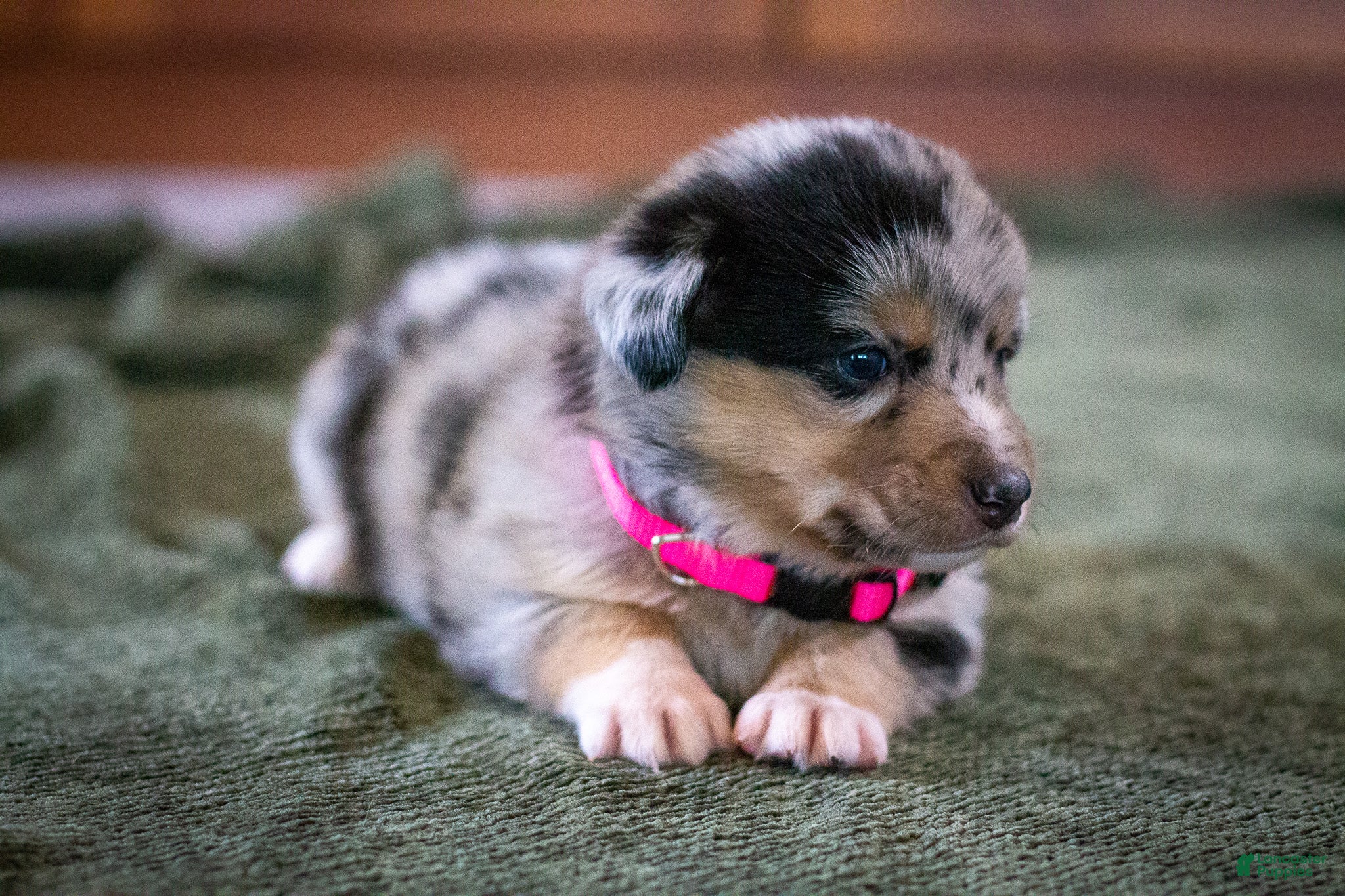Mixed Breed dogs Angel - Ad 2