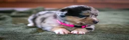 Mixed Breed dogs for sale: Angel - Ad 2