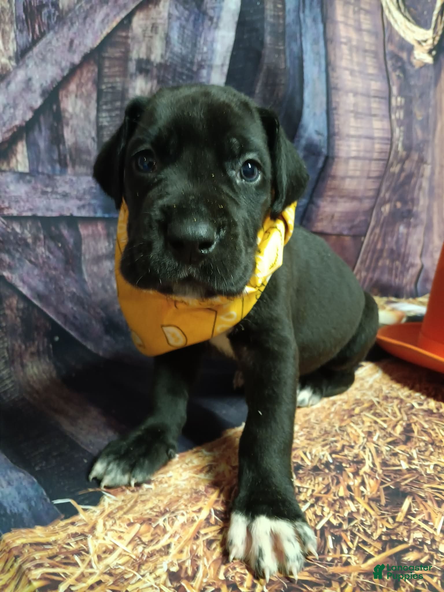 Great Dane dogs Quill - Ad 30