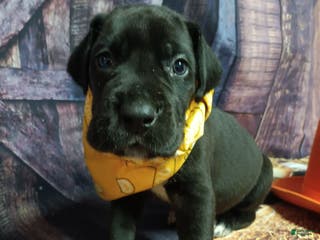 Great Dane dogs Quill - Ad 30