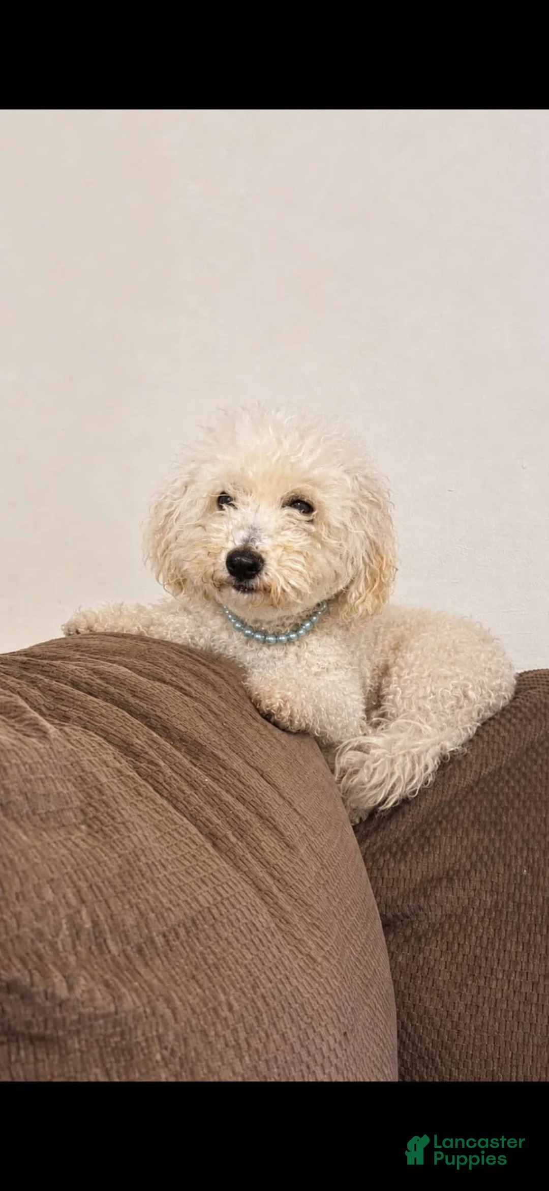 Toy Poodle dogs for sale: Chanel - Ad 2