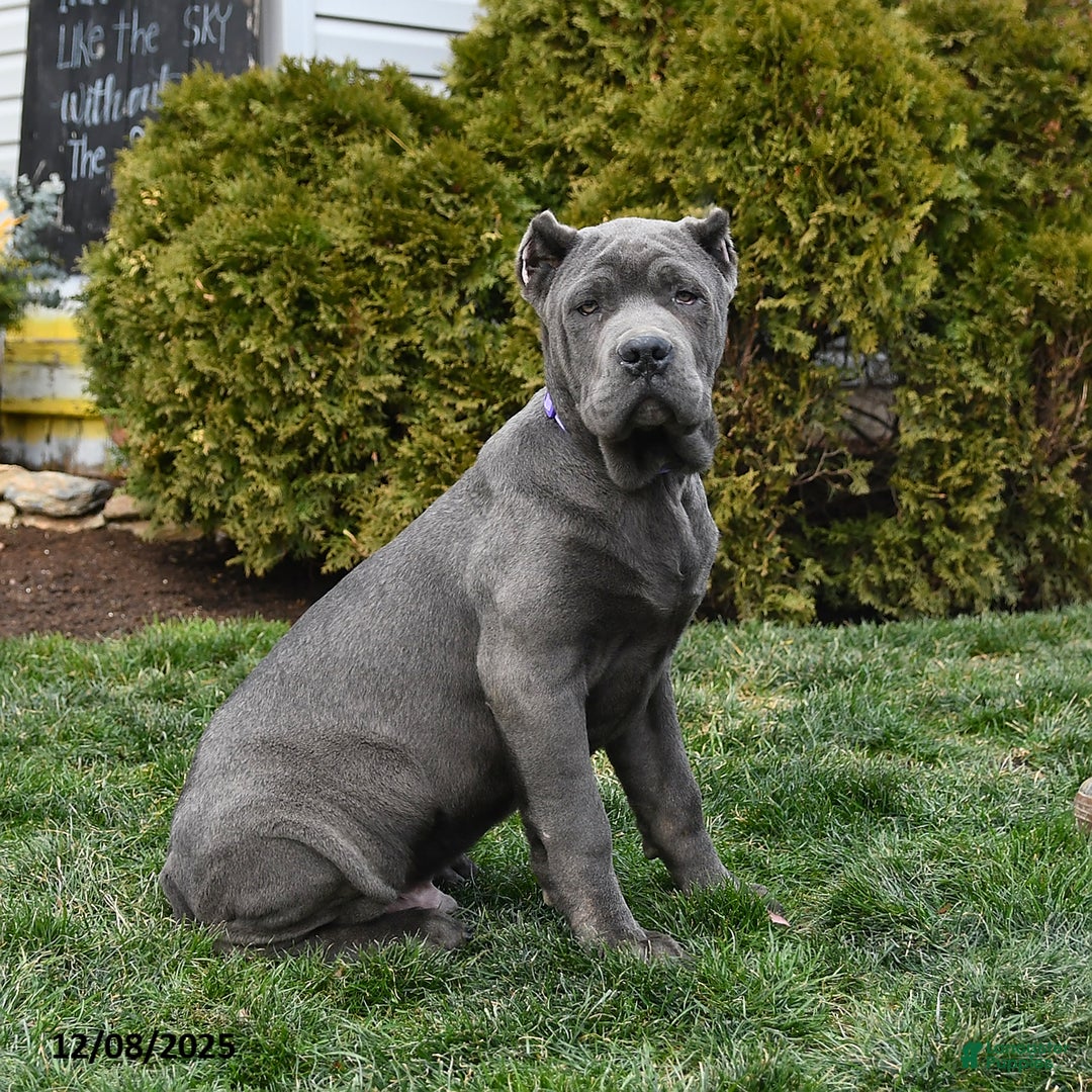 Cane Corso dogs for sale: Parker - Ad 4