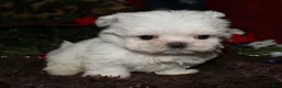 Maltese dogs for sale: Noah - Ad 7