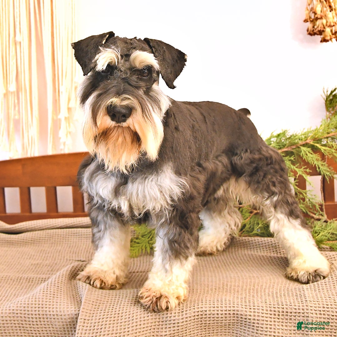 Merle Schnauzer Price Akc Schnauzer Puppies Akc Miniature
