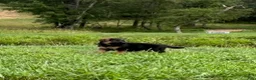 German Shepherd dogs for sale: Calaylah - Ad 7
