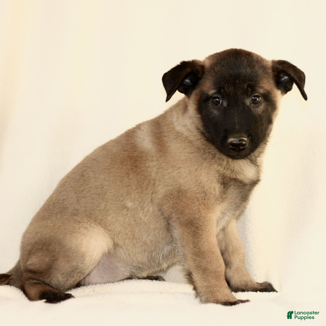 Belgian Malinois dogs for sale: Casey  - Ad 3