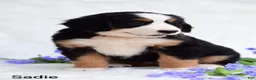 Bernese Mountain Dog dogs for sale: Sadie  - Ad 3