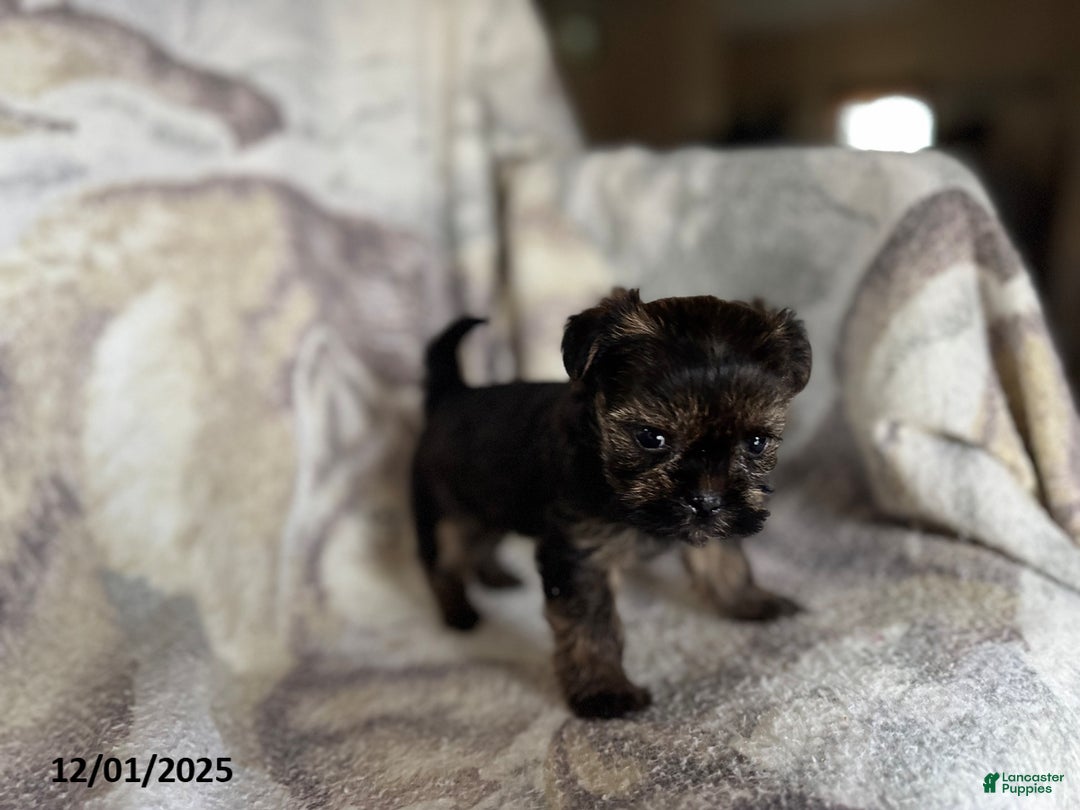 Shorkie dogs for sale: Little Fido - Ad 2