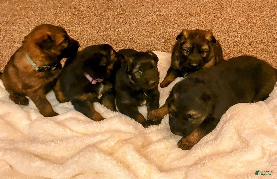 German Shepherd dogs for sale: ♥️SWEET ZARA♥️ - Ad 9