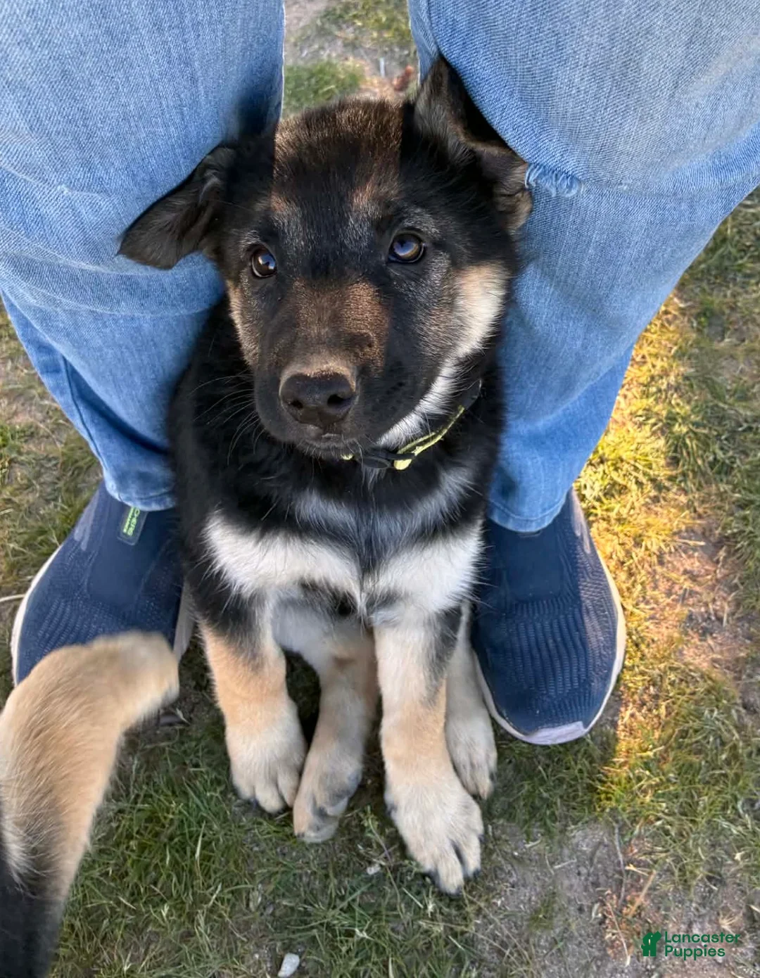 Mixed Breed dogs for sale: Biscuit - German Shepherd Husky - Ad 1