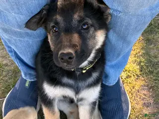 Mixed Breed dogs Biscuit - German Shepherd Husky - Ad 7