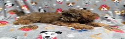 Shihpoo dogs for sale: Drake - Ad 2