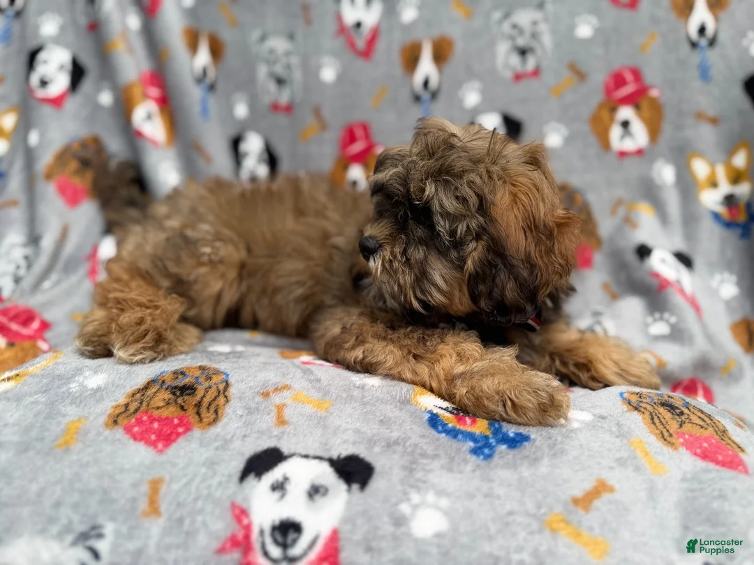 Shihpoo dogs for sale: Drake - Ad 2