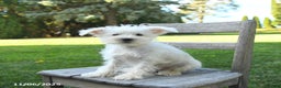 Schnoodle dogs for sale: Eddy - Ad 7