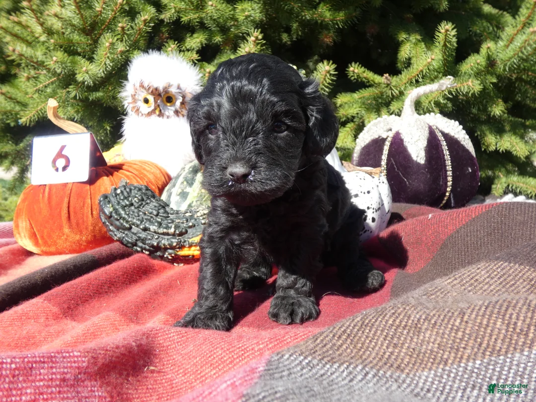 Cavapoo dogs for sale: Cavapoo 6 Tiny - Ad 2