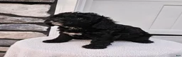 Mini Bernedoodle dogs for sale: Courtney - Ad 7